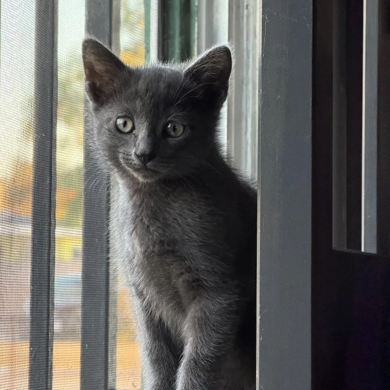 Tax Fraud thumbnail 2