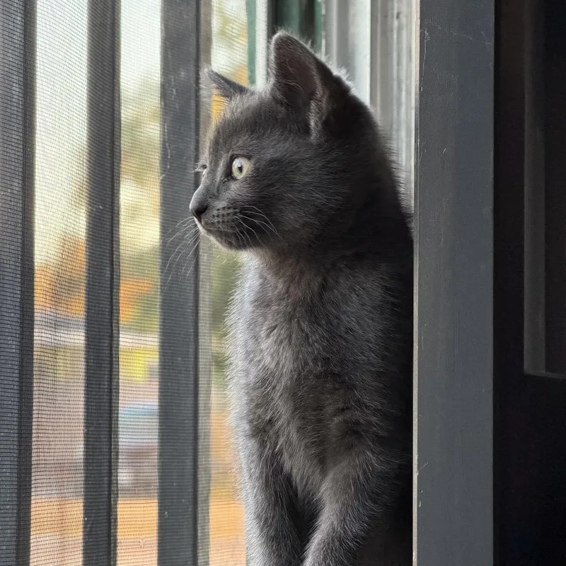 Tax Fraud thumbnail 3