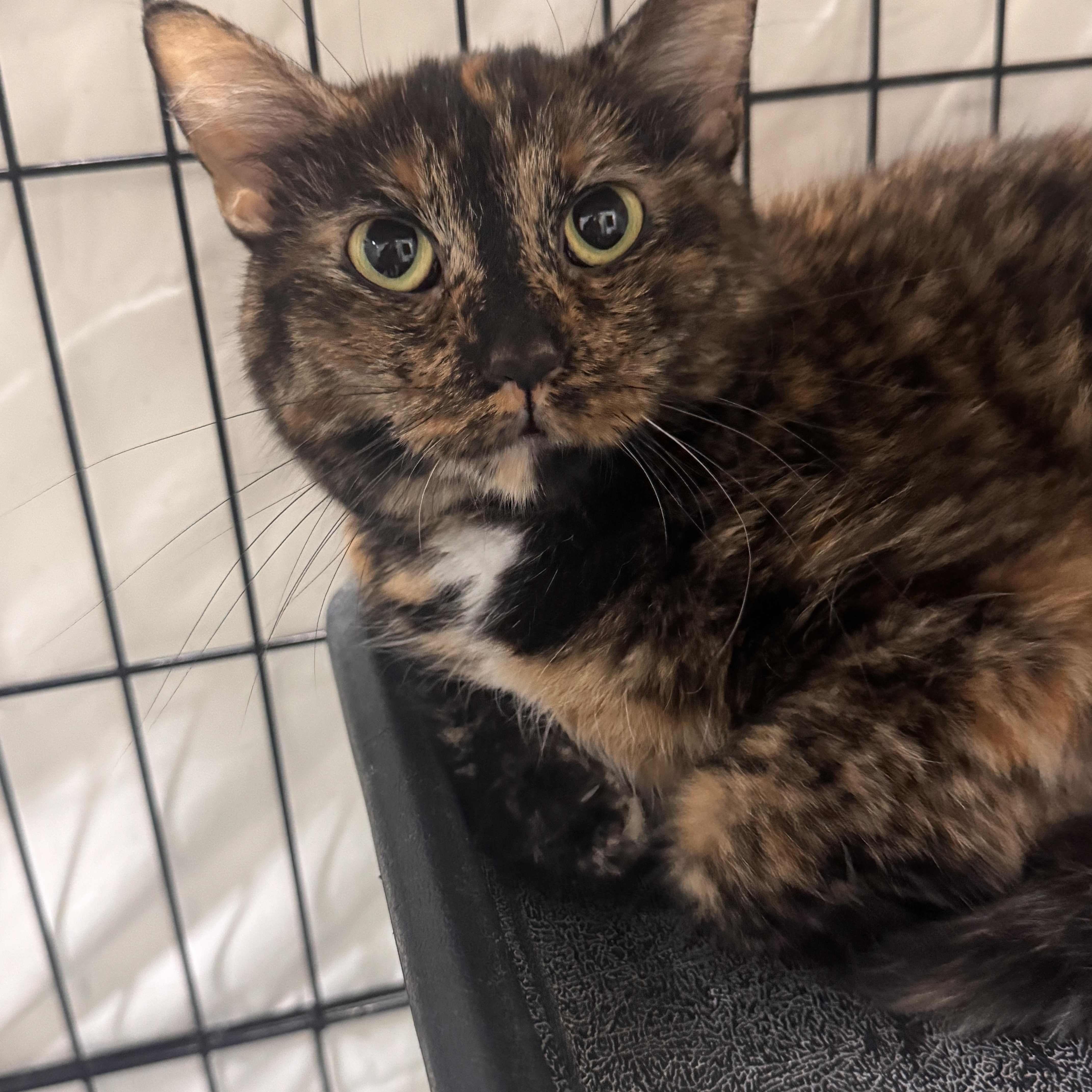 An adult medium-sized female Tortoiseshell Domestic Short Hair cat named Tulip for adoption in Mokena, IL