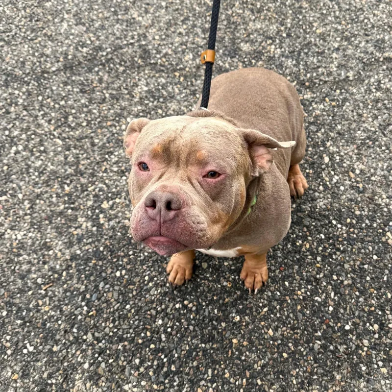 An adult medium-sized male Mixed Breed dog named Gus for adoption in Brookhaven, NY