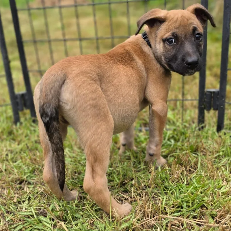 A baby large-sized male Brown / Chocolate Belgian Shepherd / Malinois dog named Toby for adoption in Centralia, WA