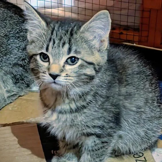 A baby small-sized female Brown / Chocolate Domestic Short Hair cat named Charmer C for adoption in Lebanon, TN