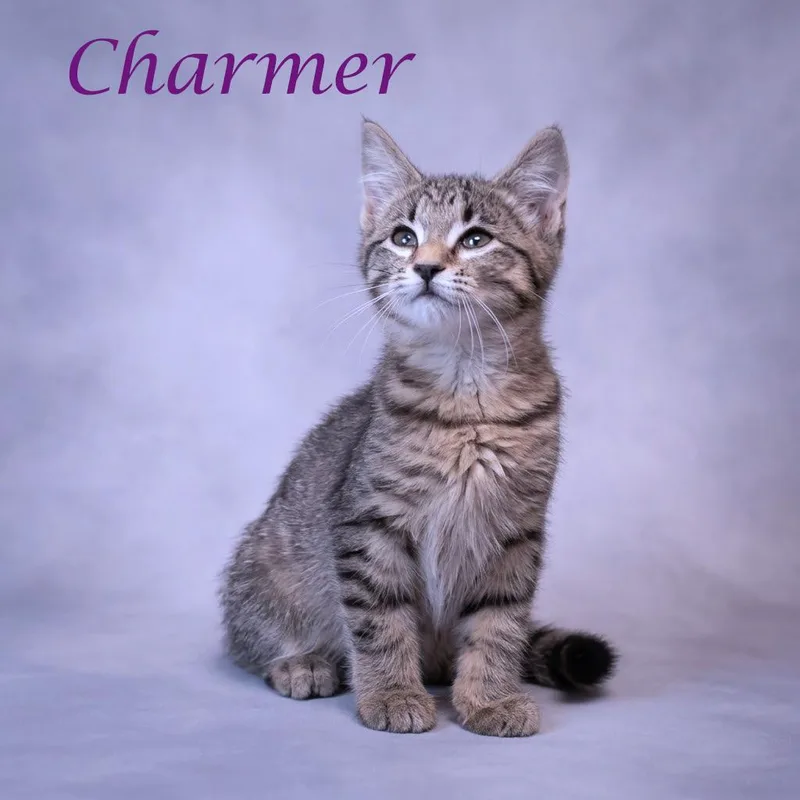 Charmer C thumbnail 2