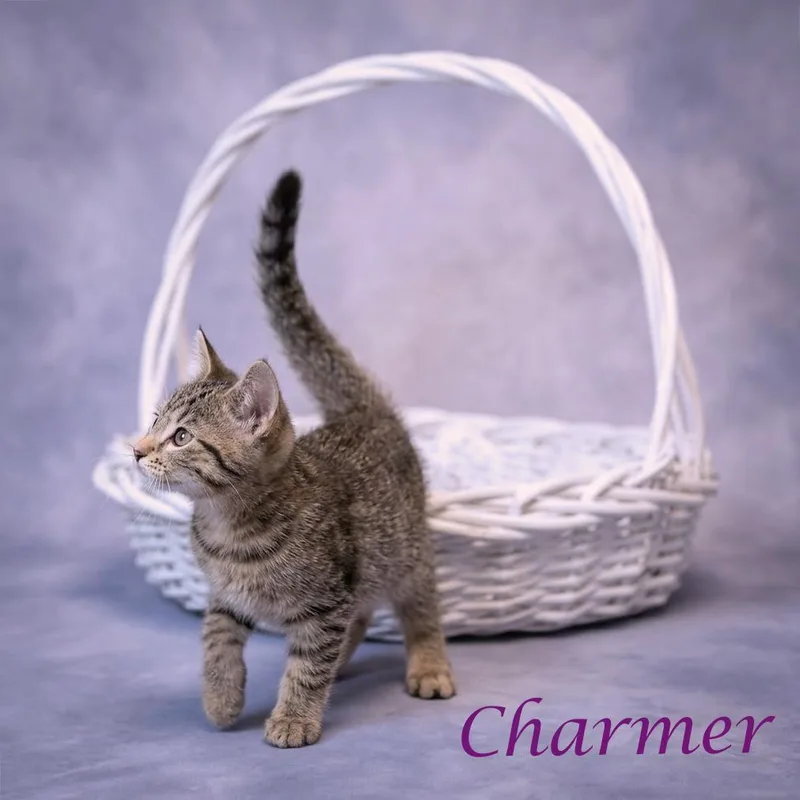Charmer C thumbnail 3