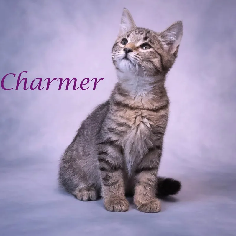 Charmer C thumbnail 4