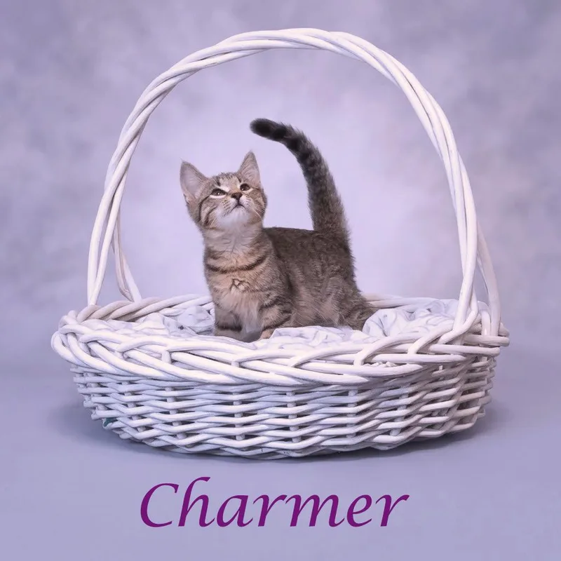 Charmer C thumbnail 5