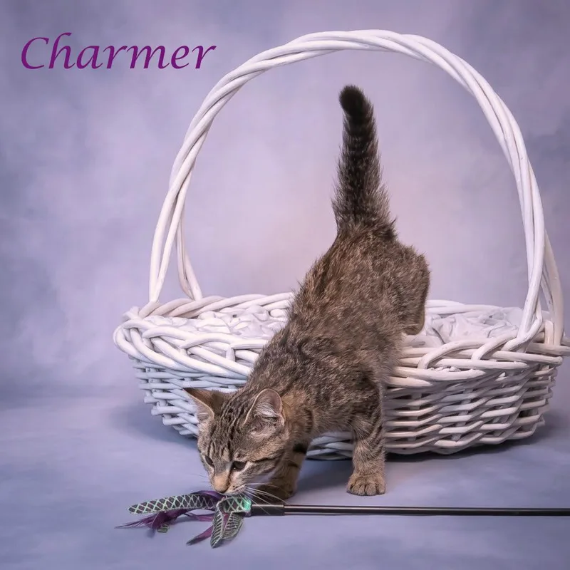 Charmer C thumbnail 6