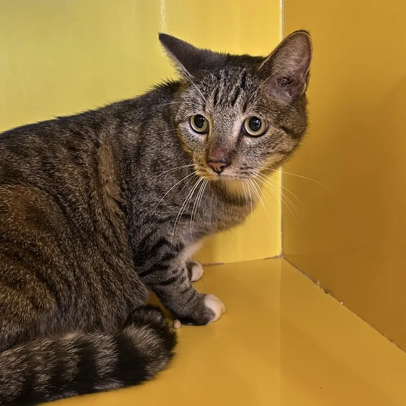 An adult large-sized male Gray / Blue / Silver Domestic Short Hair cat named Grimm for adoption in Abilene, TX