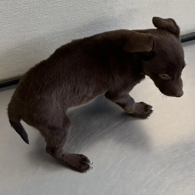 A baby small-sized male Brown / Chocolate Mixed Breed dog named Righty for adoption in Las Cruces, NM