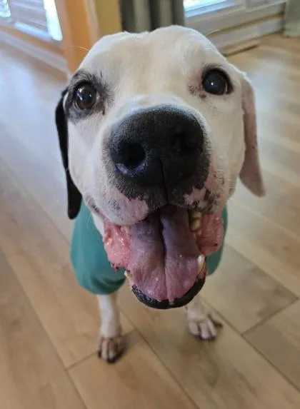 A senior medium-sized male Pit Bull Terrier dog named Pac for adoption in Atlanta, GA