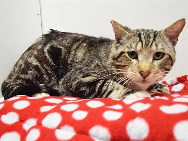 An adult medium-sized male Domestic Short Hair cat named Xander for adoption in Sacramento, CA