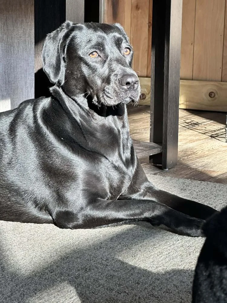 A young medium-sized female Black Labrador Retriever dog named Jewel for adoption in Sumter, SC