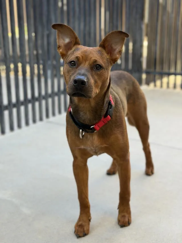 A young small-sized male Pit Bull Terrier dog named Rocky for adoption in Santa Maria, CA