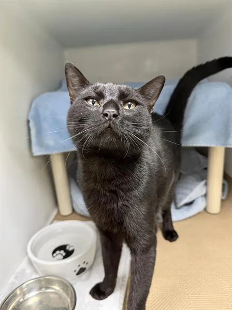 A young medium-sized male Domestic Short Hair cat named Lamar for adoption in Boston, MA