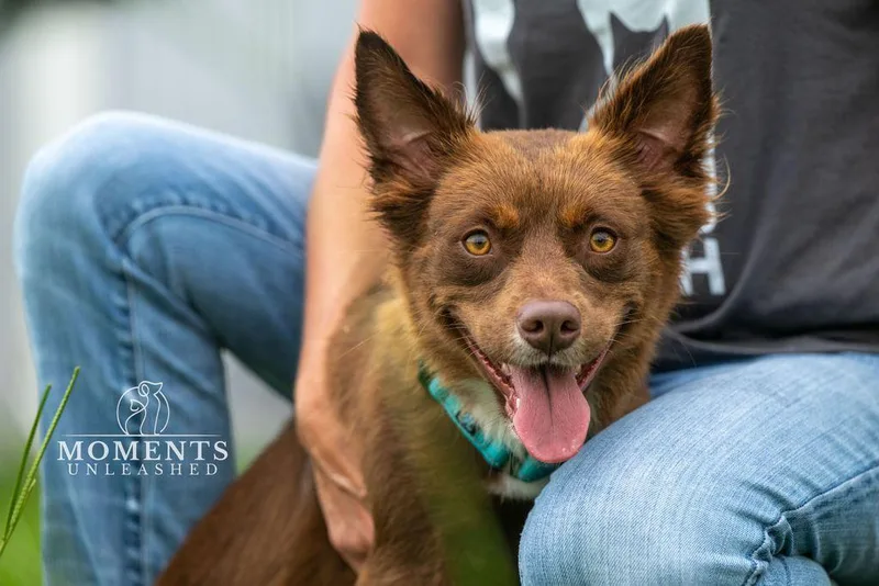 An adult medium-sized female Brown / Chocolate Australian Shepherd dog named Sangria for adoption in Myakka City, FL