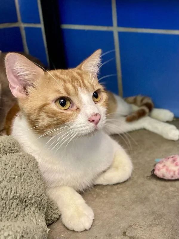 An adult small-sized male Domestic Short Hair cat named Enchilada De Queso for adoption in Austin, TX