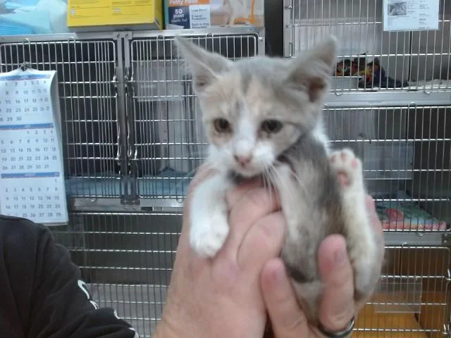 A baby small-sized female Domestic Short Hair cat named Tessa for adoption in Salinas, CA