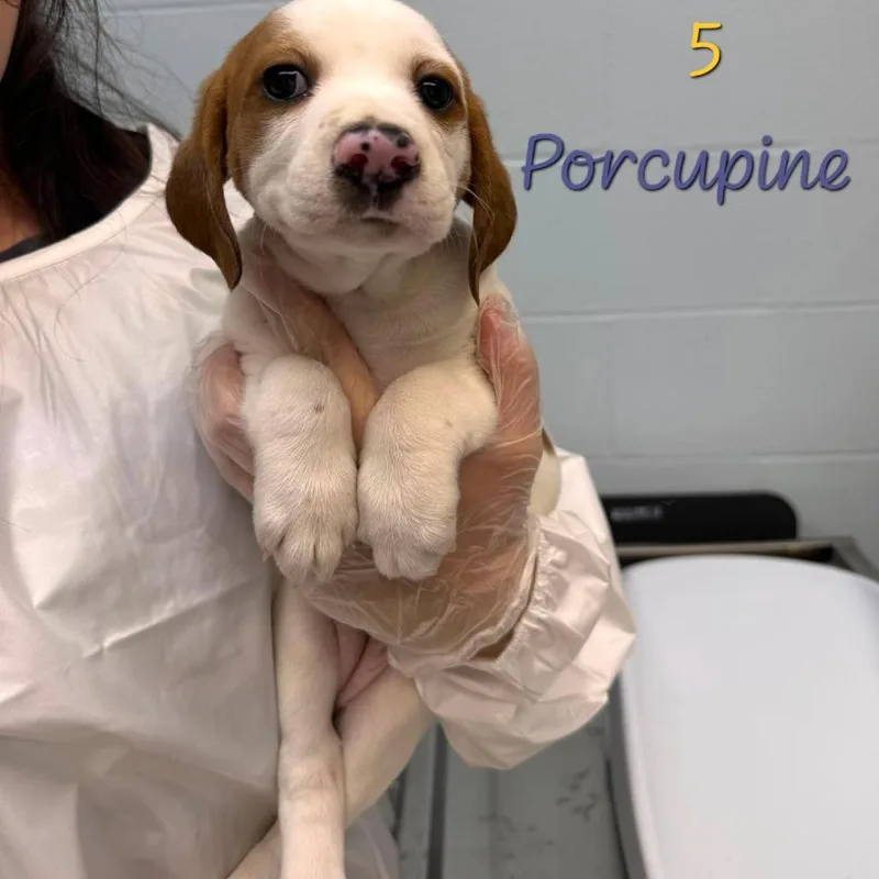 A baby small-sized female White / Cream Hound dog named Porcupine for adoption in Parkersburg, WV