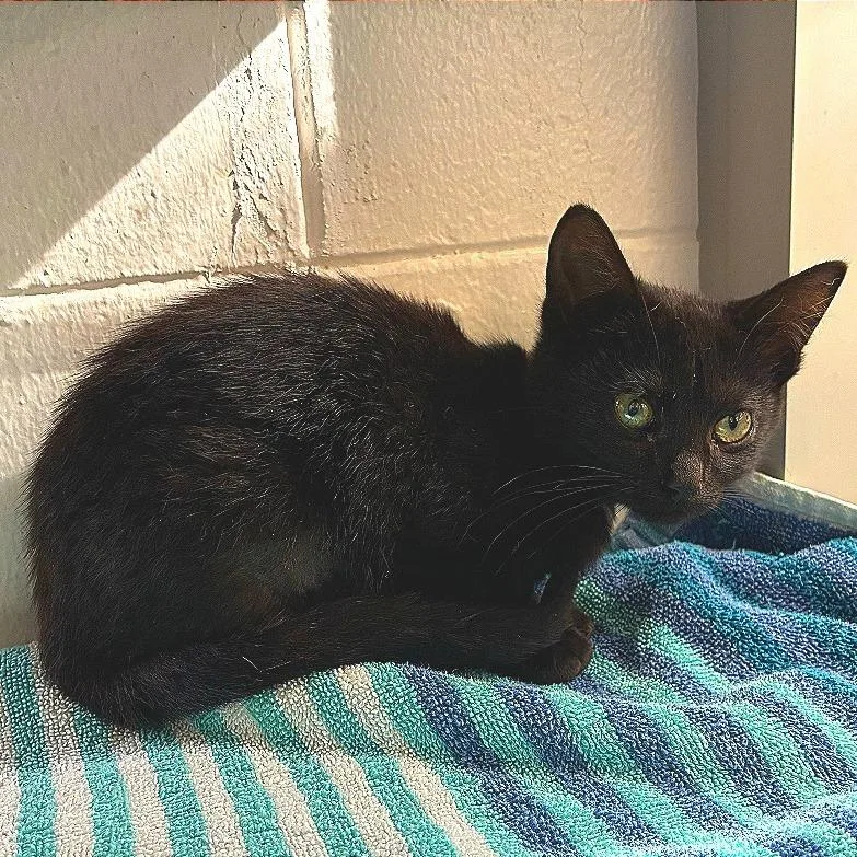 A baby small-sized female Black Domestic Short Hair cat named Harvest for adoption in Saint Louis, MO