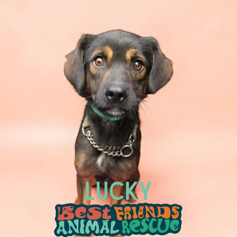 A young medium-sized male Sable Spaniel dog named Lucky for adoption in Wasilla, AK