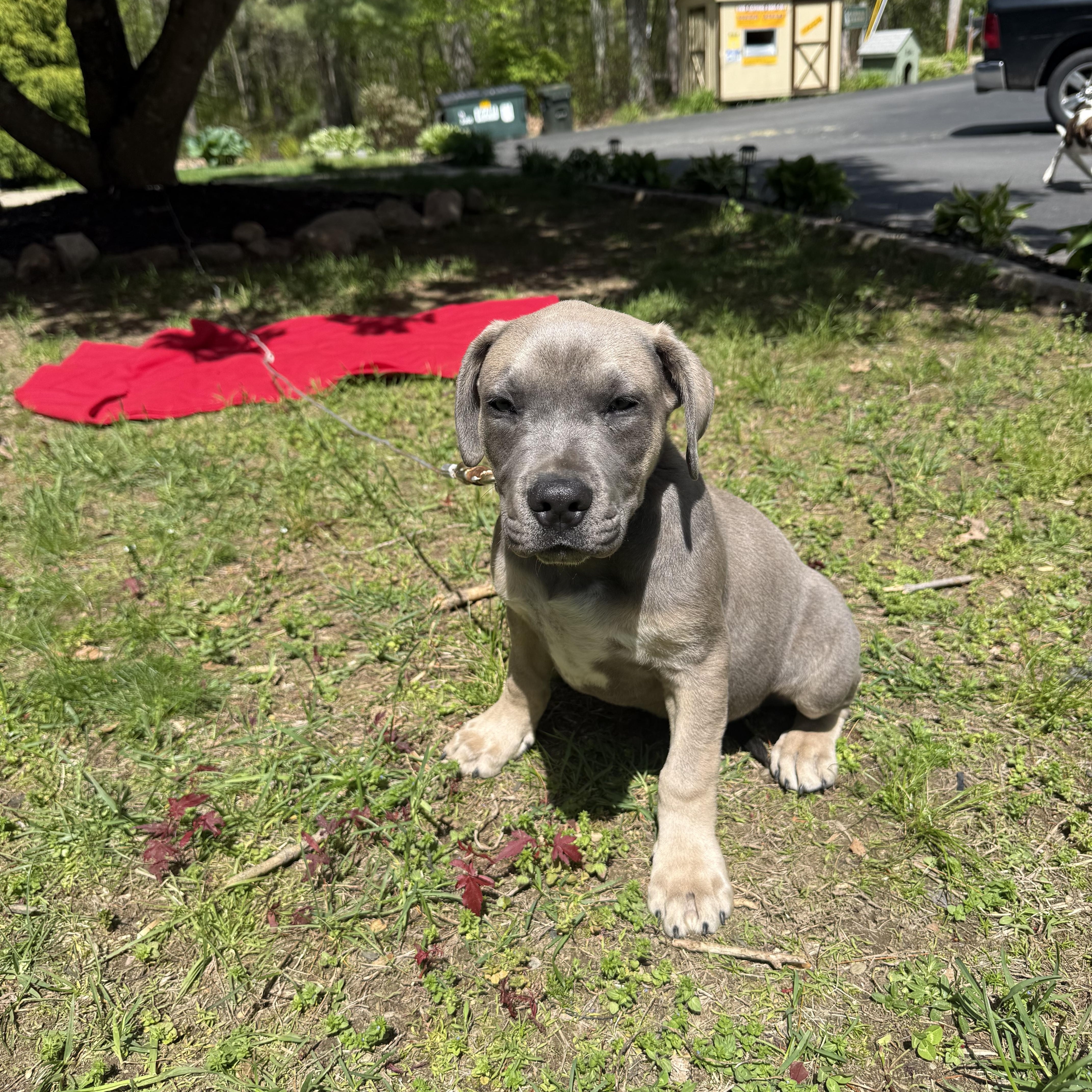 A baby medium-sized male Gray / Blue / Silver Mixed Breed dog named Koa for adoption in Douglas, MA