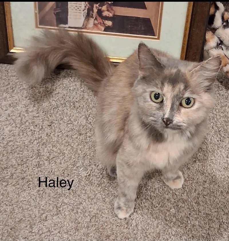 A young medium-sized female Dilute Tortoiseshell cat named Haley for adoption in Wyandotte, MI