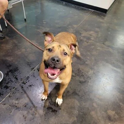An adult large-sized male Mixed Breed dog named Lancelot for adoption in Memphis, TN