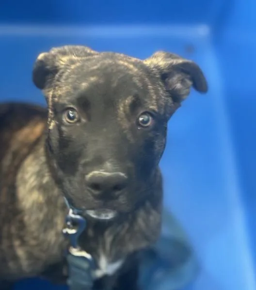 A baby medium-sized male Mixed Breed dog named Riley for adoption in Dallas, TX
