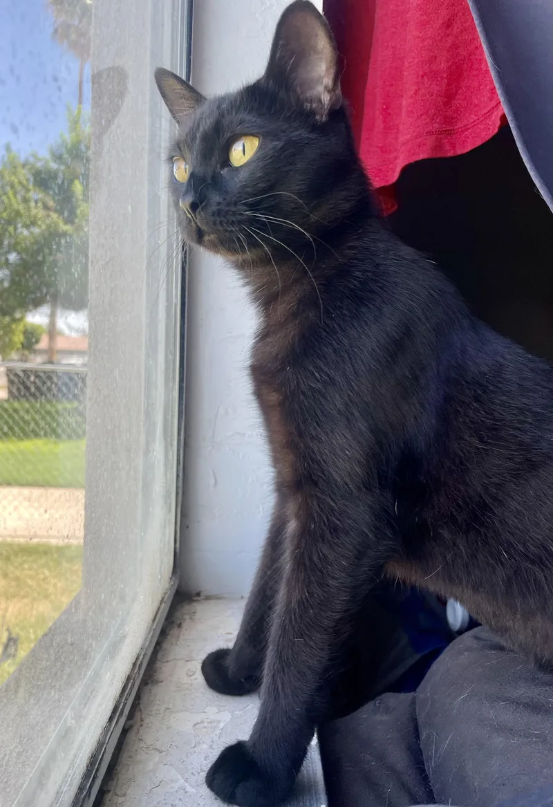 A baby medium-sized female Black Bombay cat named Sapphire for adoption in Mission Viejo, CA