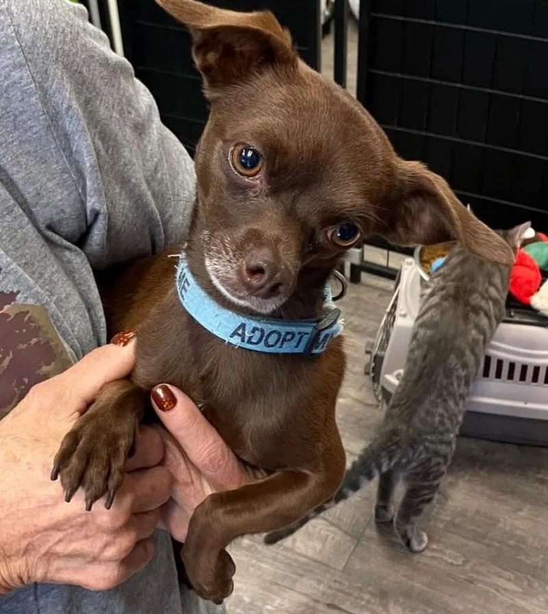 An adult small-sized male Chihuahua dog named Toby for adoption in Saint George, UT