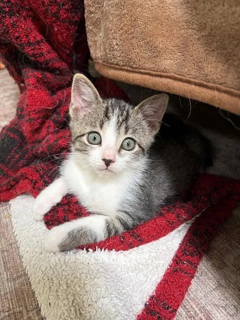 A baby small-sized male Domestic Short Hair cat named Hector for adoption in Albuquerque, NM