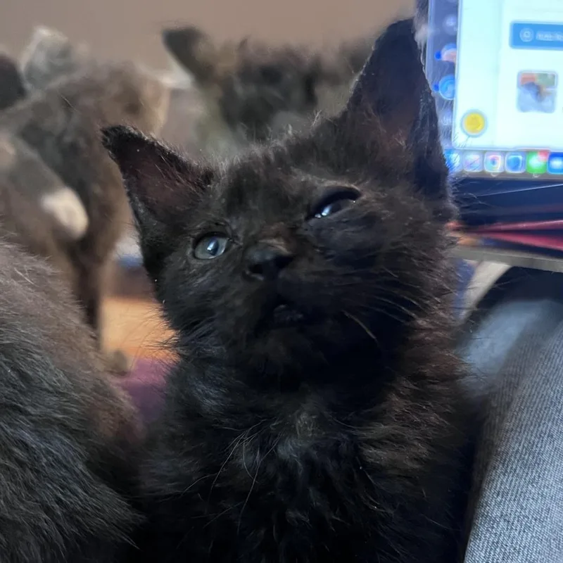 A baby small-sized female Domestic Medium Hair cat named Nelly Furrtado for adoption in Durham, NC