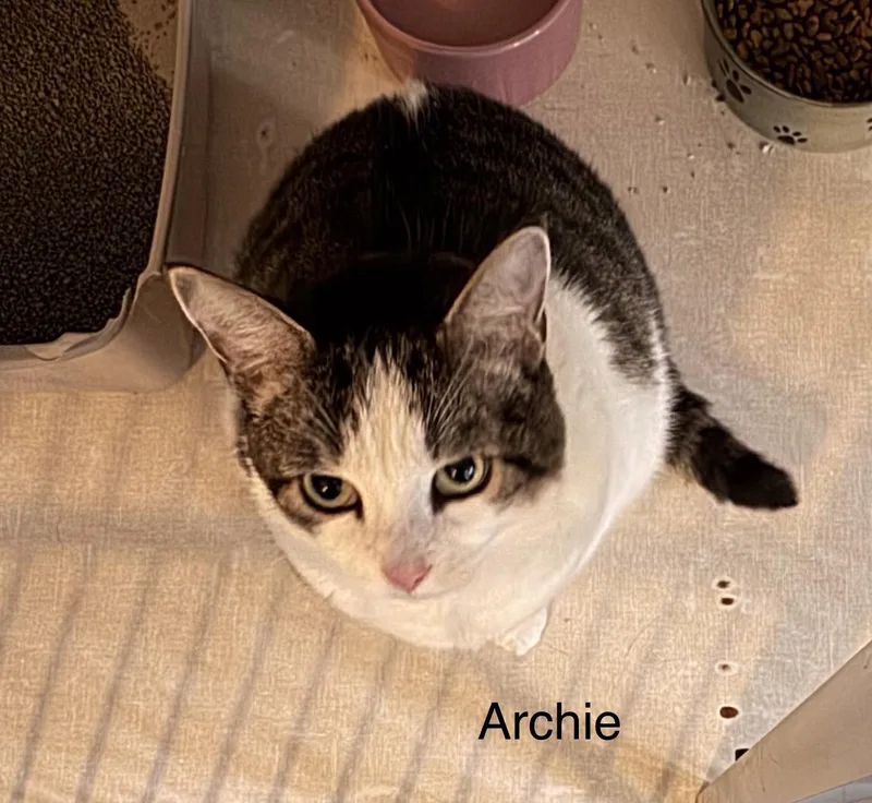 Archie