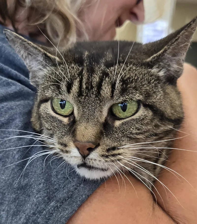 A senior medium-sized female Tabby (Brown / Chocolate) Domestic Short Hair cat named Miah for adoption in Mokena, IL