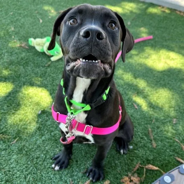 A young medium-sized female Mastiff dog named Kristen for adoption in Walnut Creek, CA