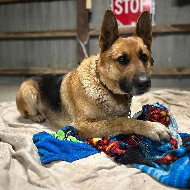 Zz Lexie~ Courtesy thumbnail 3