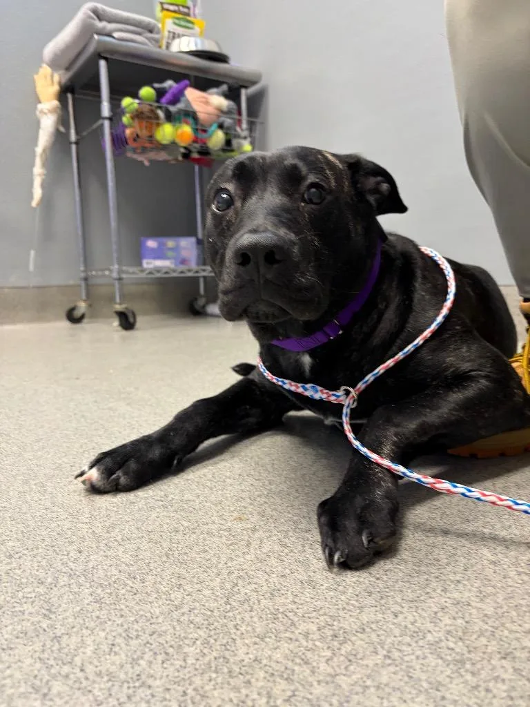 A baby medium-sized male Pit Bull Terrier dog named Tommy for adoption in Bloomington, IN