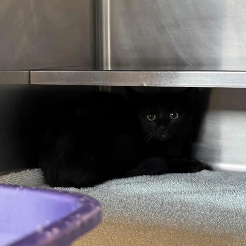 A baby small-sized female Black Domestic Short Hair cat named Kiribati for adoption in Bristol, IN