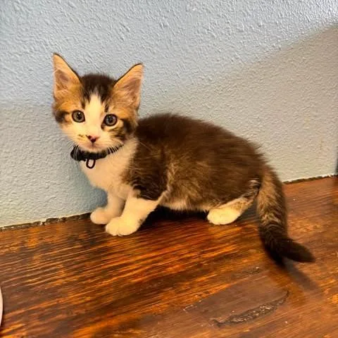 A baby small-sized female Brown / Chocolate Domestic Medium Hair cat named Secret Agent for adoption in Bastrop, TX