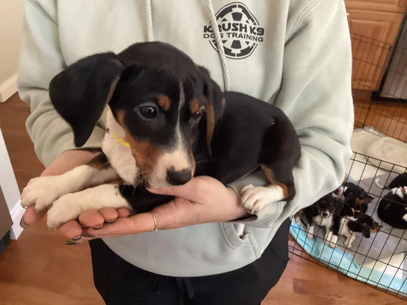 A baby small-sized female Tricolor (Brown, Black, & White) Beagle dog named Daisy for adoption in Barnegat, NJ