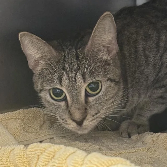 An adult small-sized female Domestic Short Hair cat named Clover for adoption in Las Vegas, NV