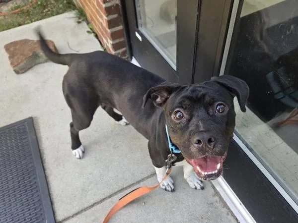 A young medium-sized female Pit Bull Terrier dog named Firefly for adoption in Millersville, MD