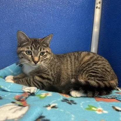 An adult medium-sized male Domestic Short Hair cat named Biscuit for adoption in Gainesville, TX