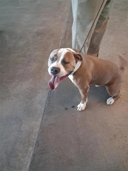 An adult large-sized male Mixed Breed dog named Mr. Meaty for adoption in West Chester, PA