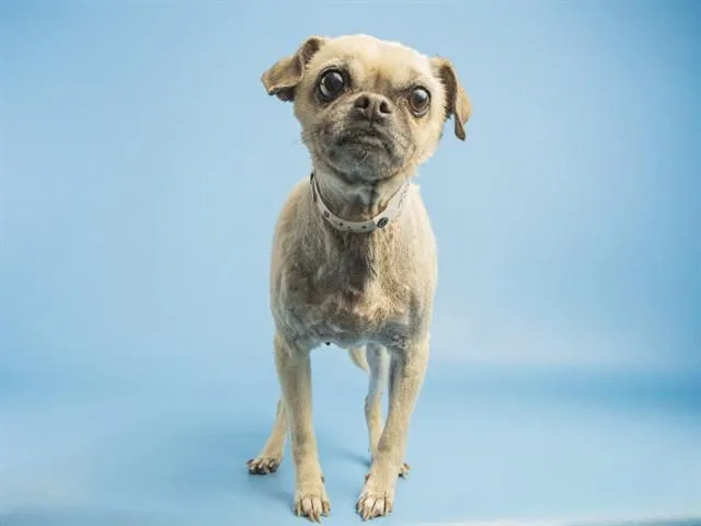 An adult small-sized female Pug dog named Kesha for adoption in Phoenix, AZ
