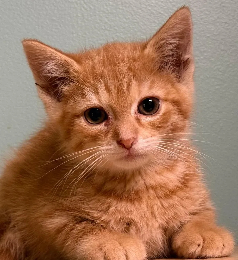 A baby medium-sized male Tabby (Orange / Red) Domestic Short Hair cat named Larry for adoption in Amery, WI
