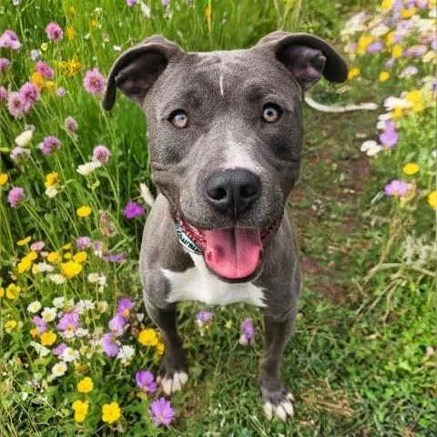 A young large-sized male Pit Bull Terrier dog named Blue for adoption in Clinton Township, MI