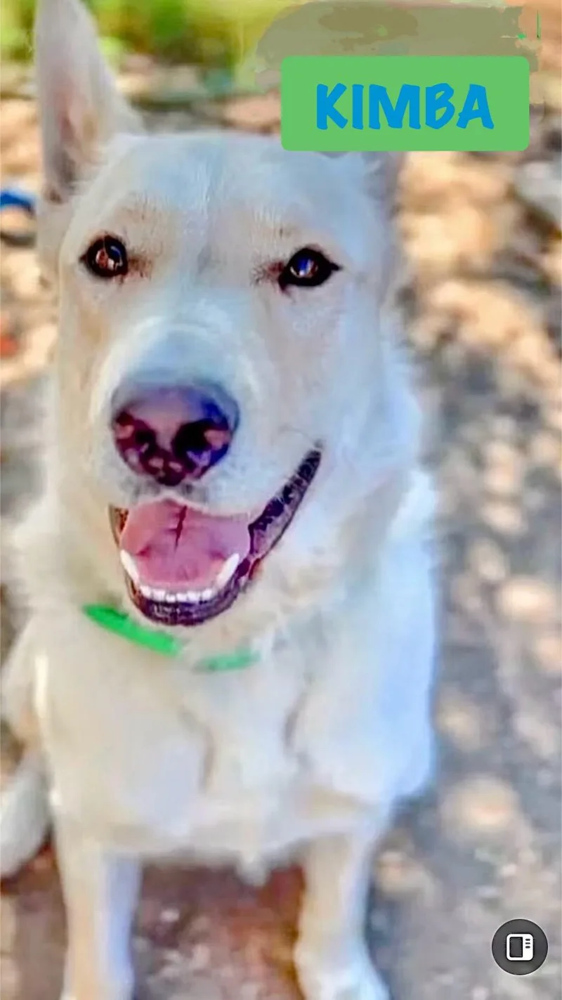 Kimba thumbnail 4