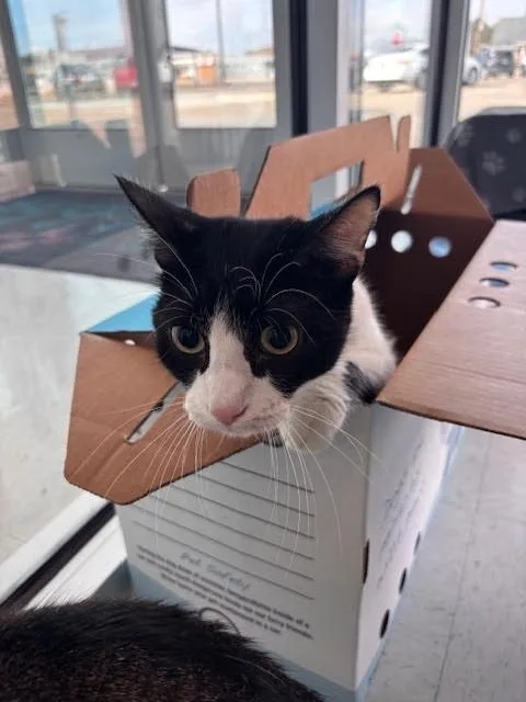 An adult medium-sized male Black & White / Tuxedo Domestic Short Hair cat named Neven for adoption in Hobbs, NM