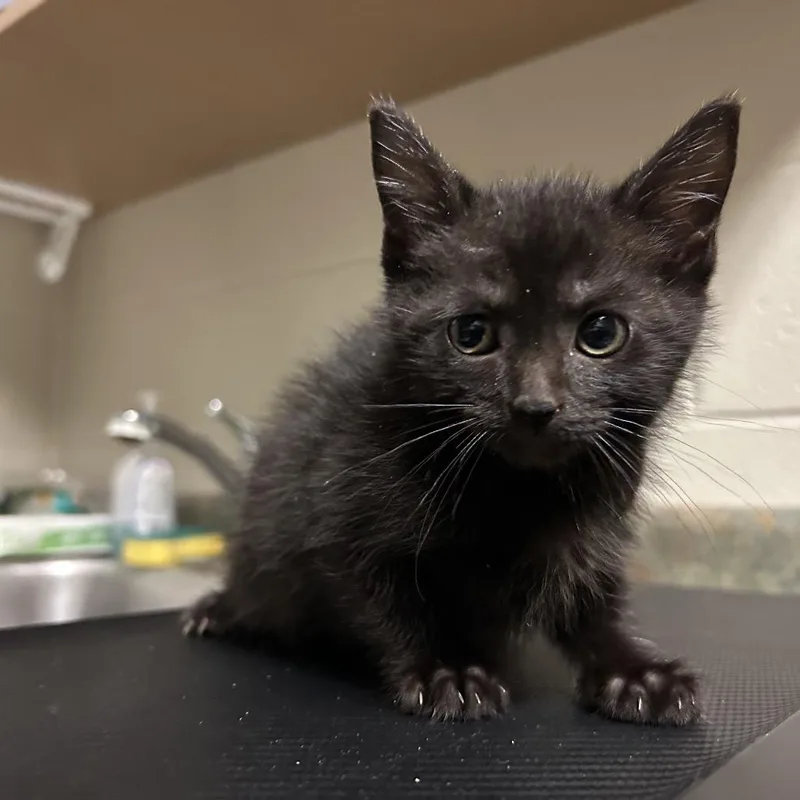 A baby small-sized female Black Domestic Short Hair cat named Audrey for adoption in Bristol, IN